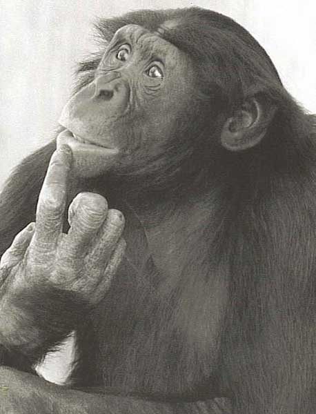 Thoughtful-bonobo.jpg